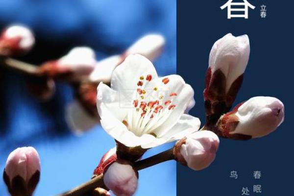 立春_春天的开始(春天什么时候) 立春_春天的开始(春天什么时候)
